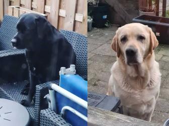 Dierenambulance vindt eigenaar van twee labradors Sint Nyk na oproep