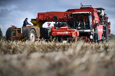 Flevolandse pootaardappelen in Sint Nyk gerooid