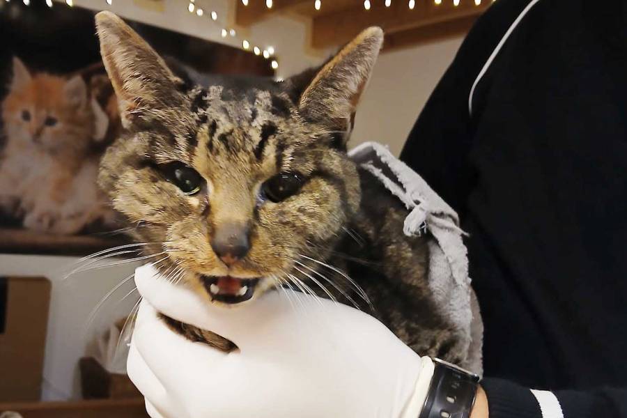 Vermiste kat Teske na vijf weken terug in Sint Nyk dankzij chip