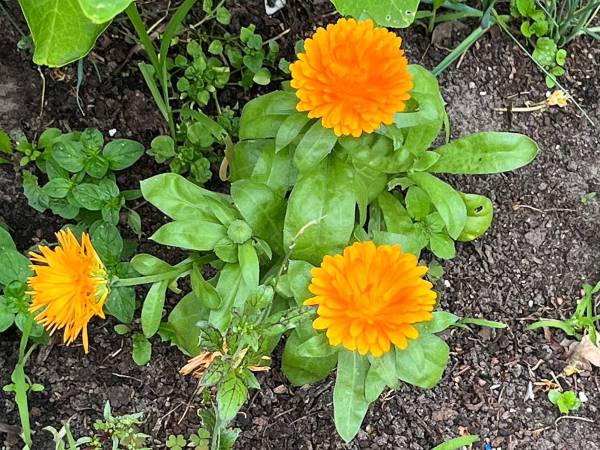 Regen verwacht: verhalenuurtje en schildercursus onderdak