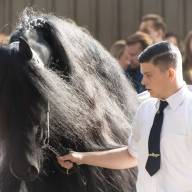 Verwarring over datum: show Friese topdekhengsten is op zaterdag 21 maart 2026