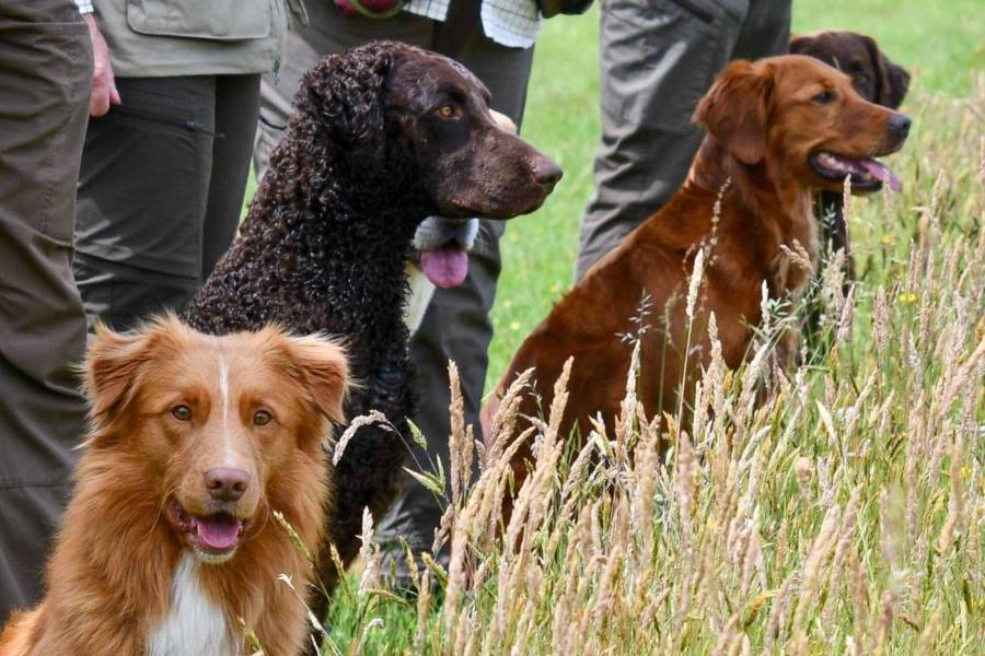 Retrievers aan de slag tijdens Workingtest in Sint Nyk