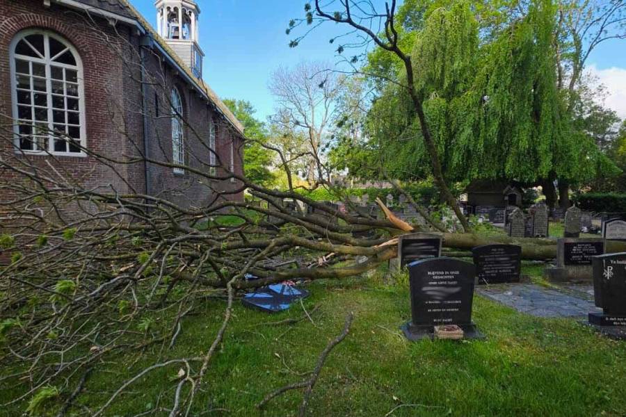 Essentakziekte velt vijf monumentale bomen PKN-kerk Sint Nyk