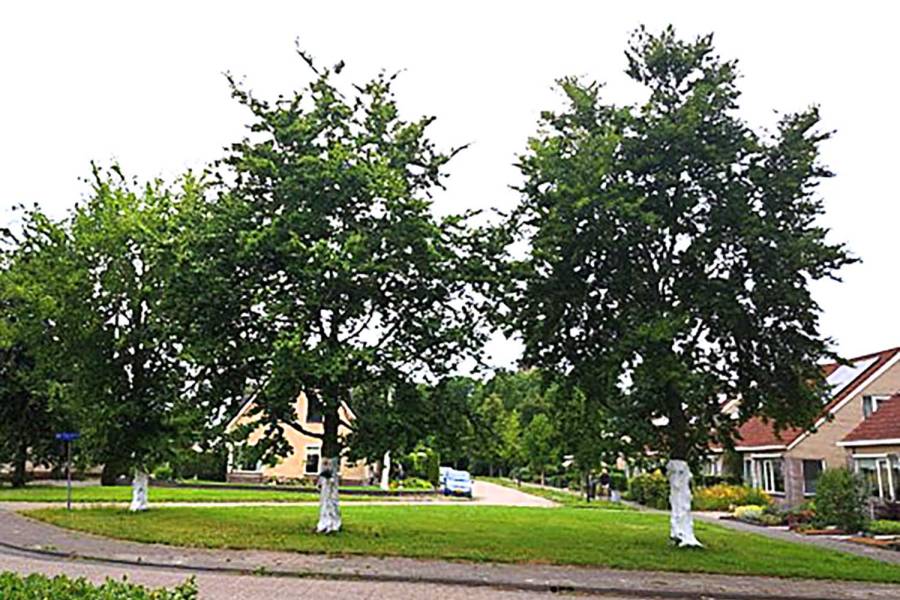 Proef Sint Nyk: Witte laag beschermt bomen tegen brandende zon