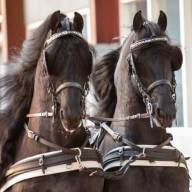 Friese dekhengsten centraal tijdens showmiddag Sint Nyk