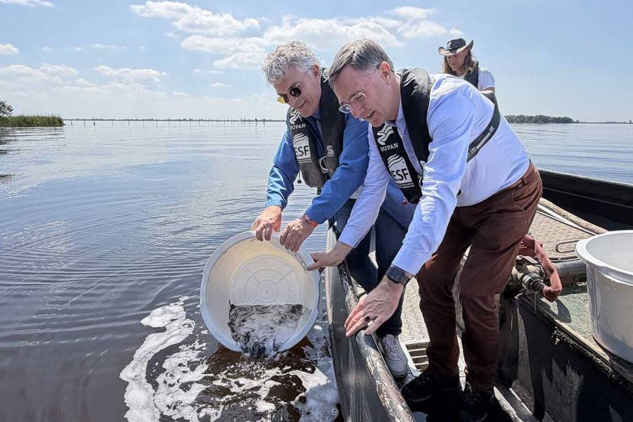 Jonge palingen uitgezet in Tsjûkemar bij Sint Nyk